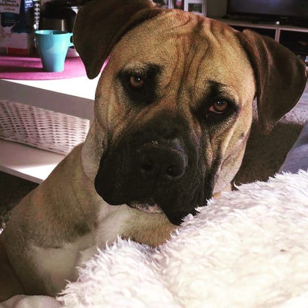 american bulldog boerboel mix