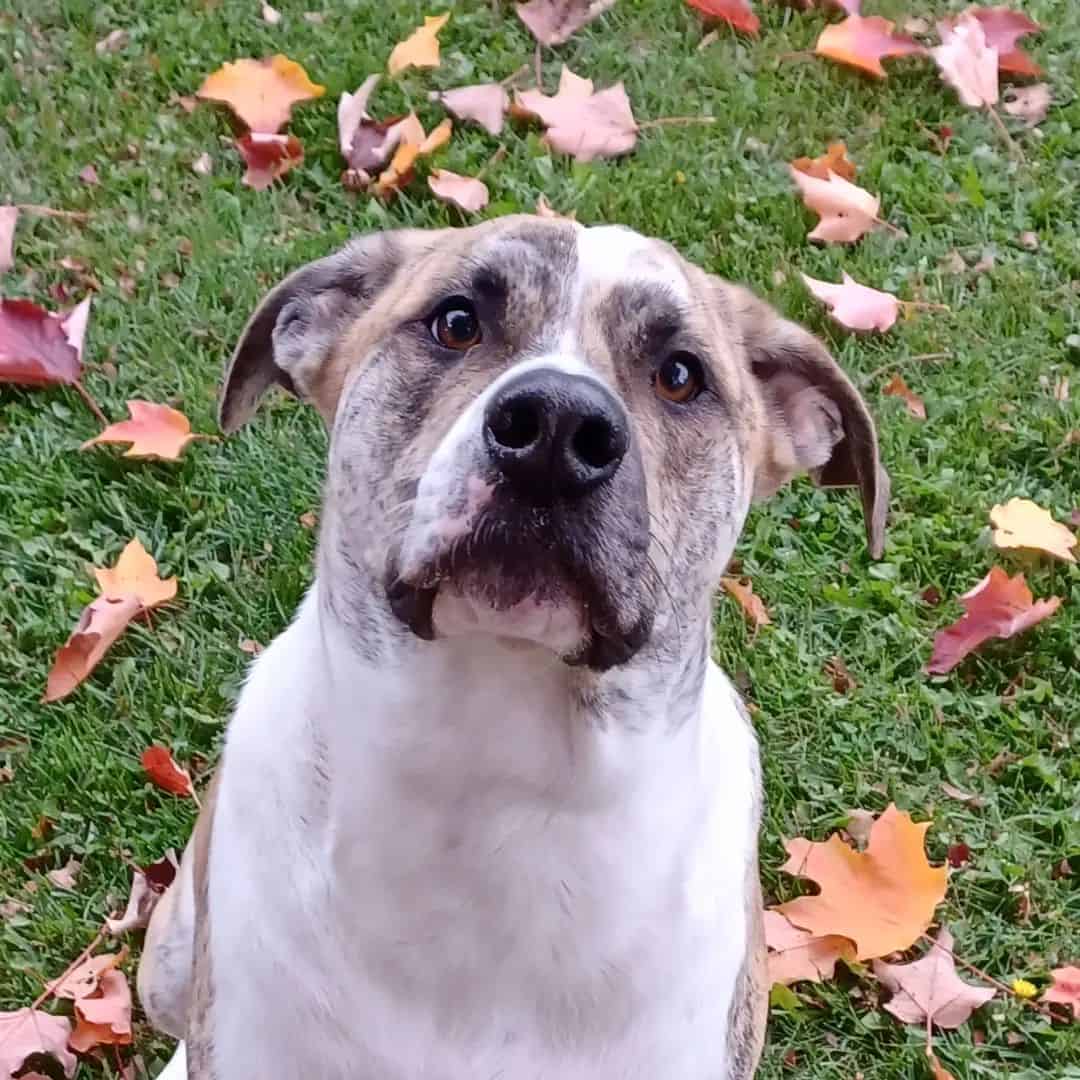 american bulldog border collie mix