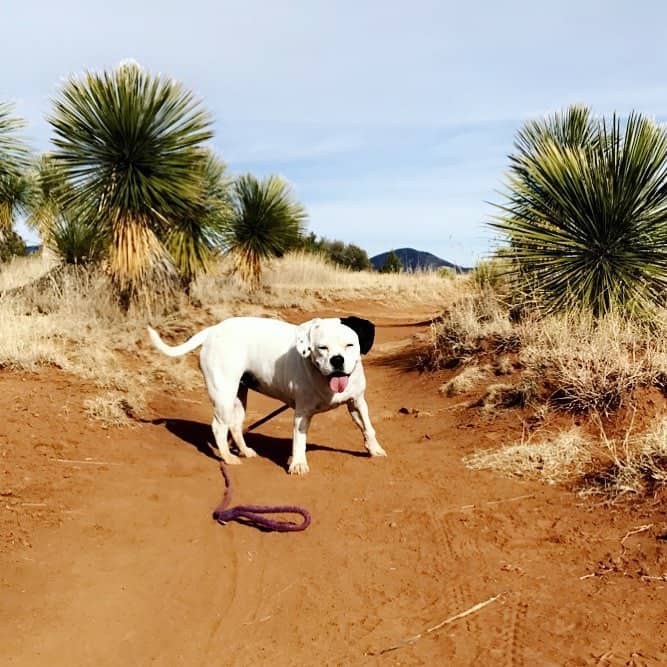 American Bulldog Brittany Spaniel Mix