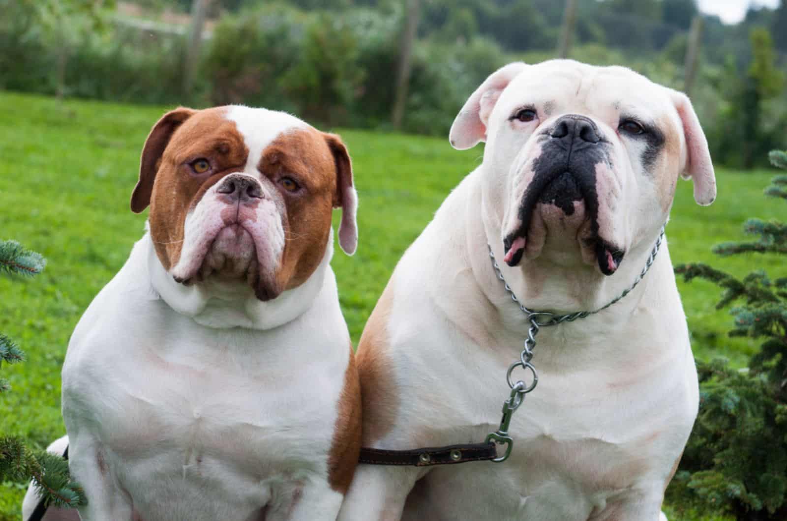 American Bulldog Colors That Will Make You Go Wow