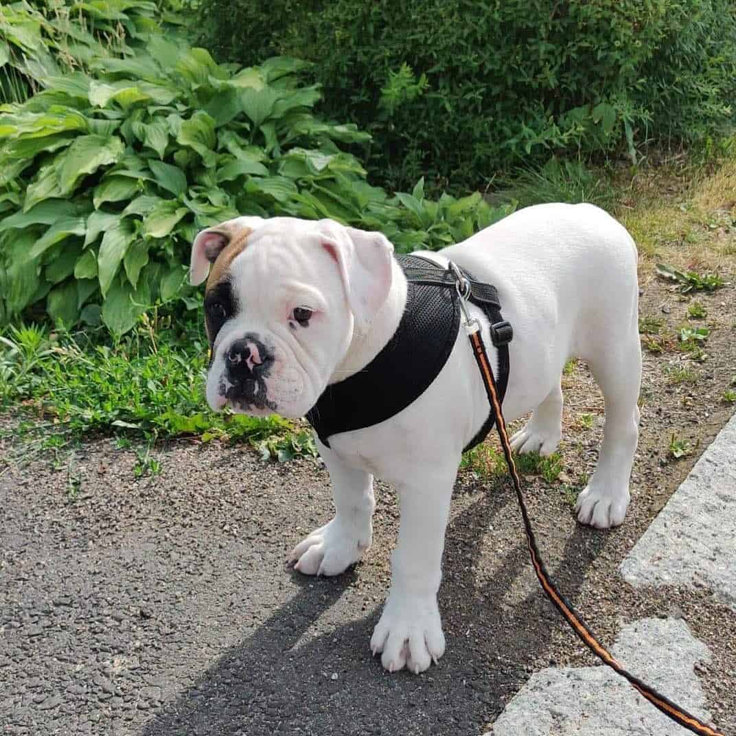 american bulldog english bulldog