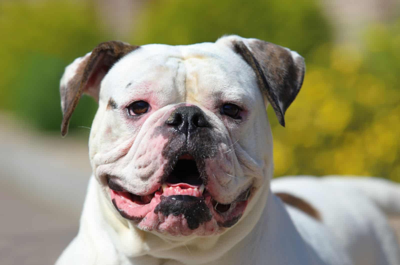 american bulldog looking into camera in the yard