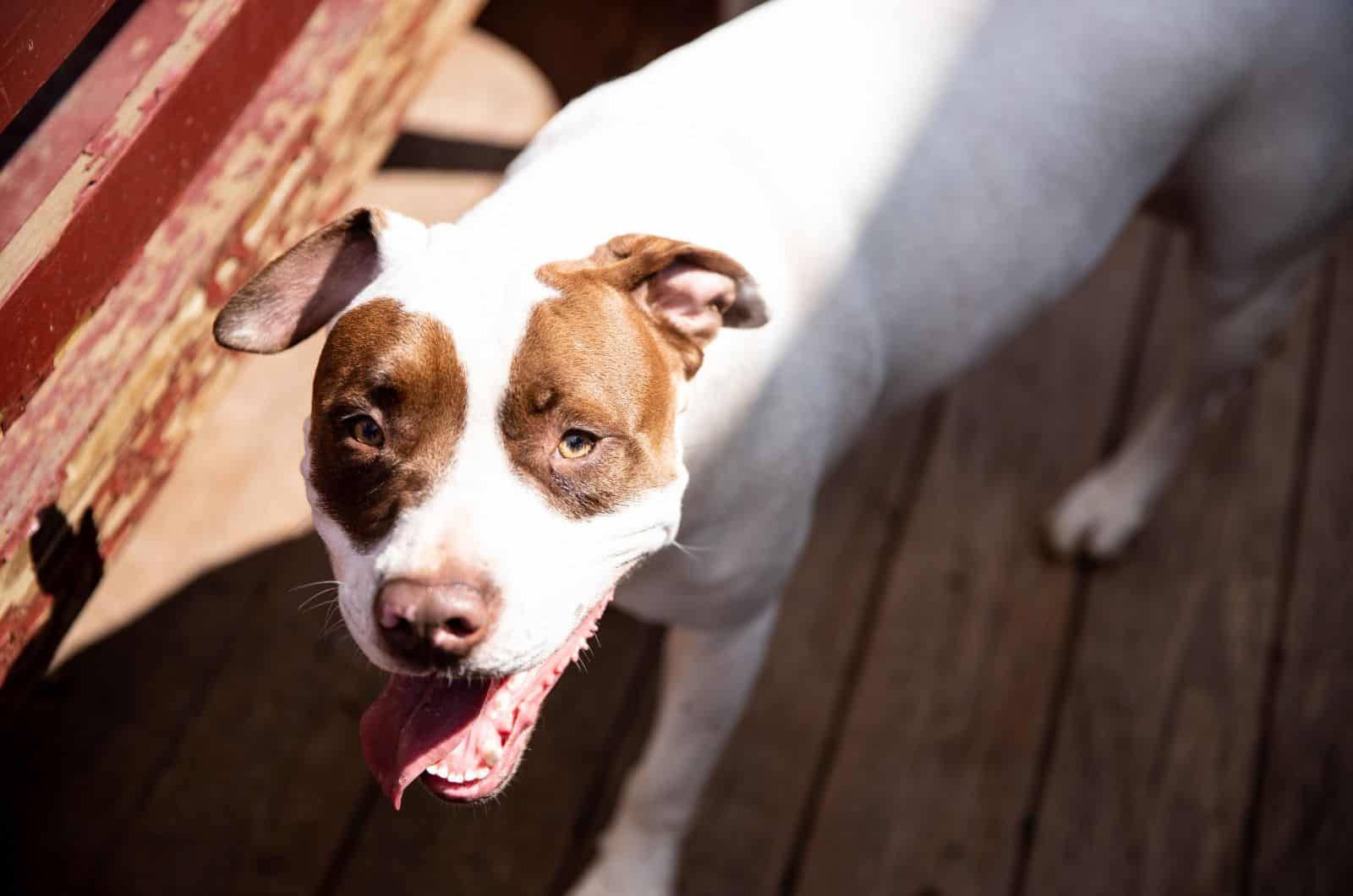 American Bulldog Pitbull Mix looking up