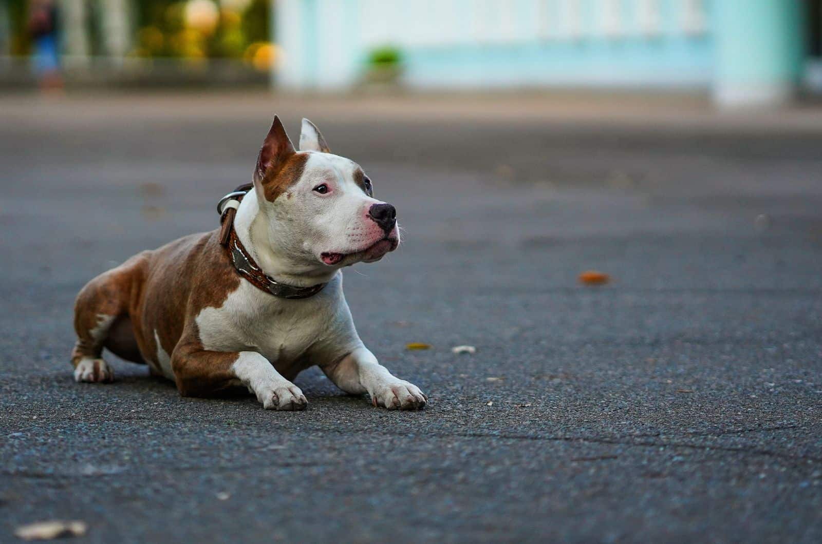 American Bulldog Pitbull Mix lying on street