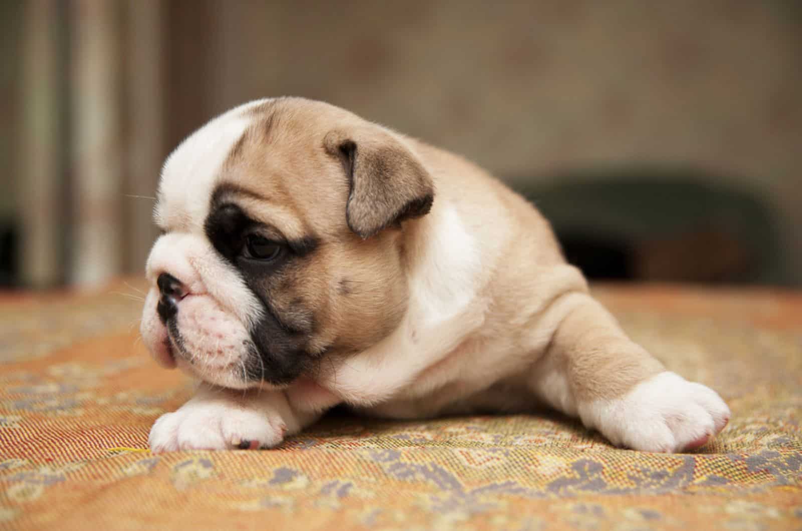 american bulldog puppy lying on the couch