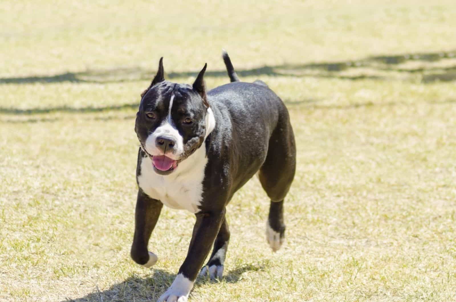 american bulldog running outdoor