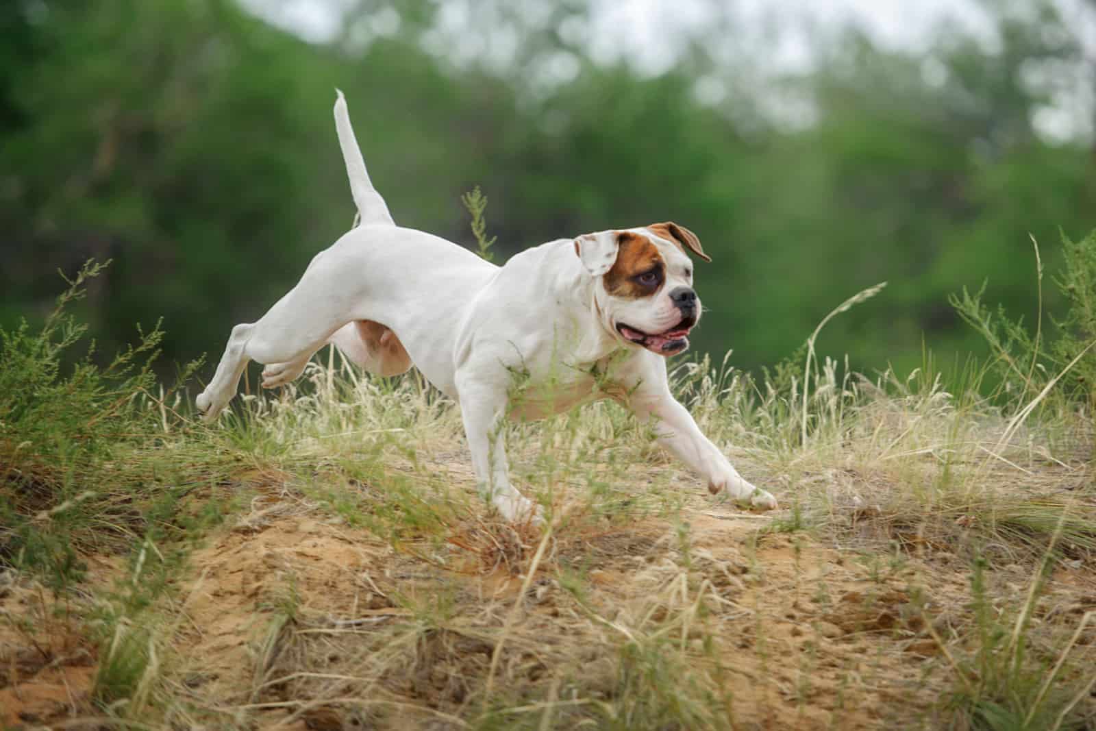 american bulldog running