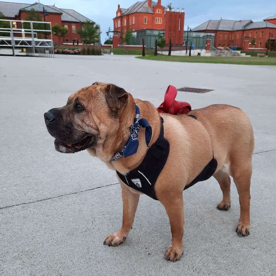 american bulldog shar pei mix