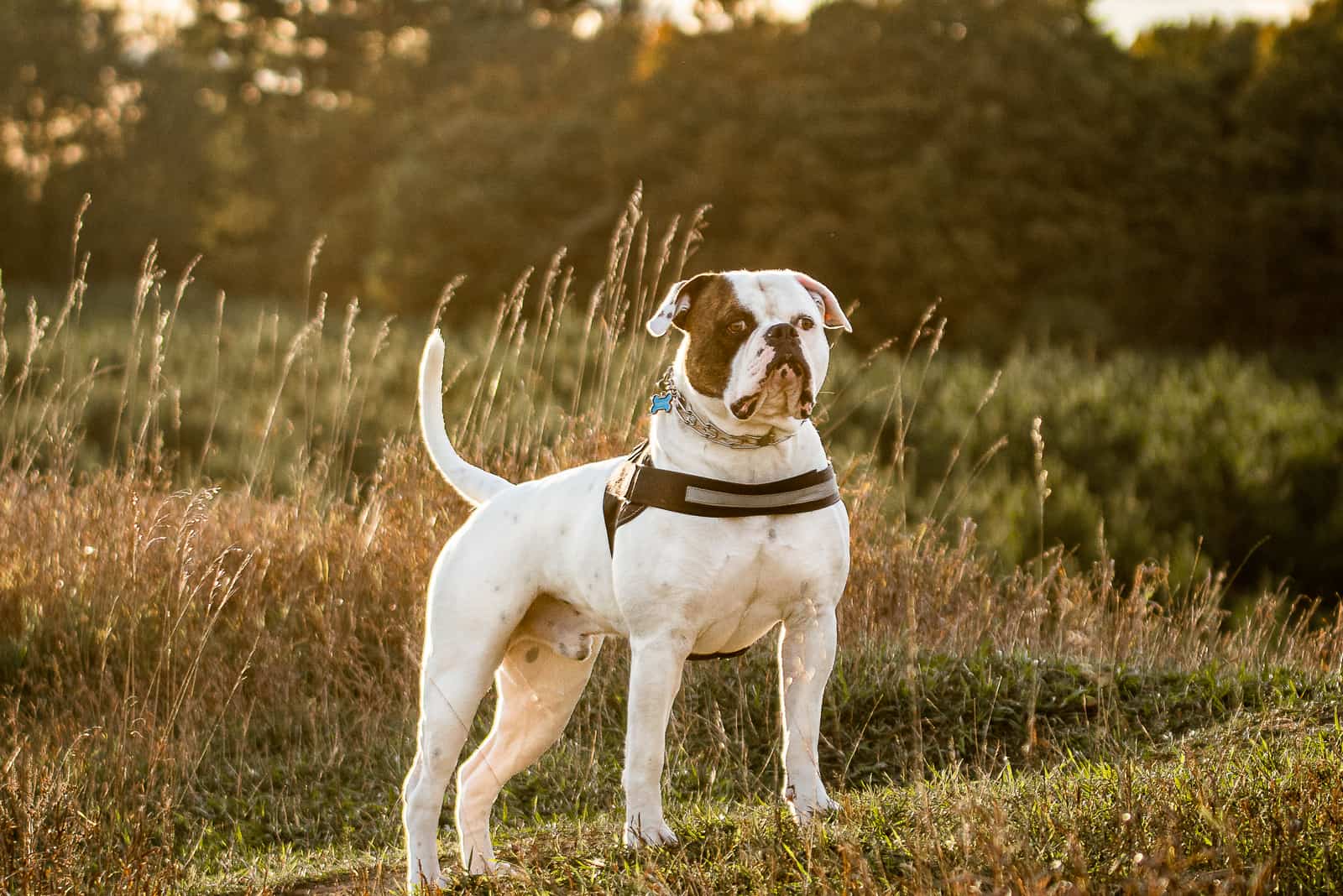 American bulldog standing proud