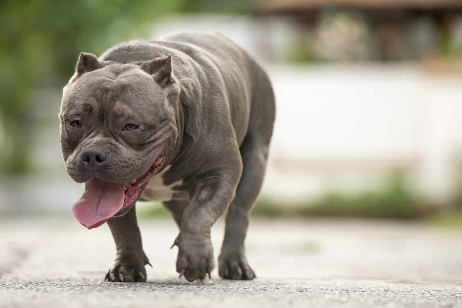 american bulldog puppy with cropped ears