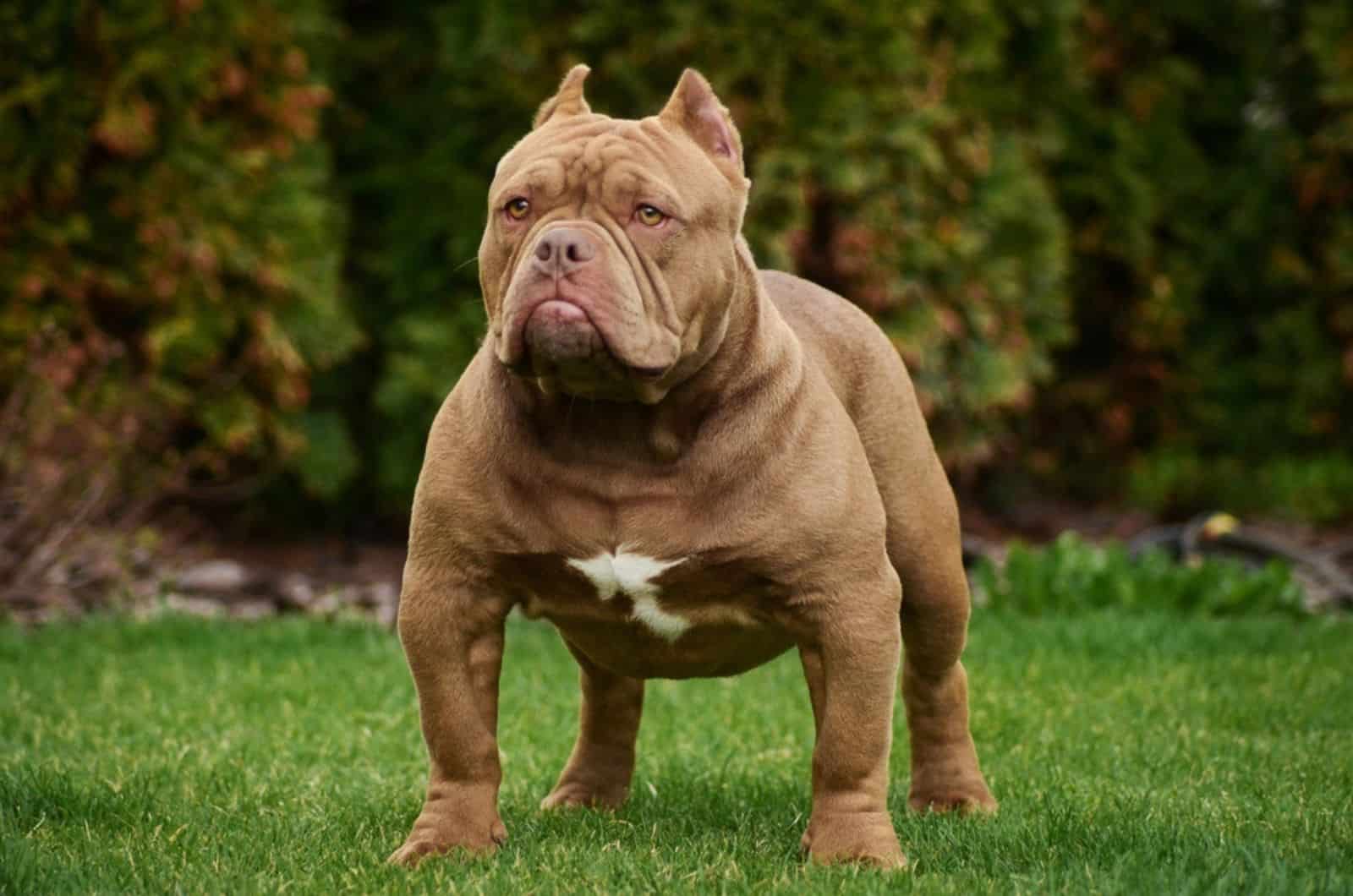 american bulldog standing on the lawn