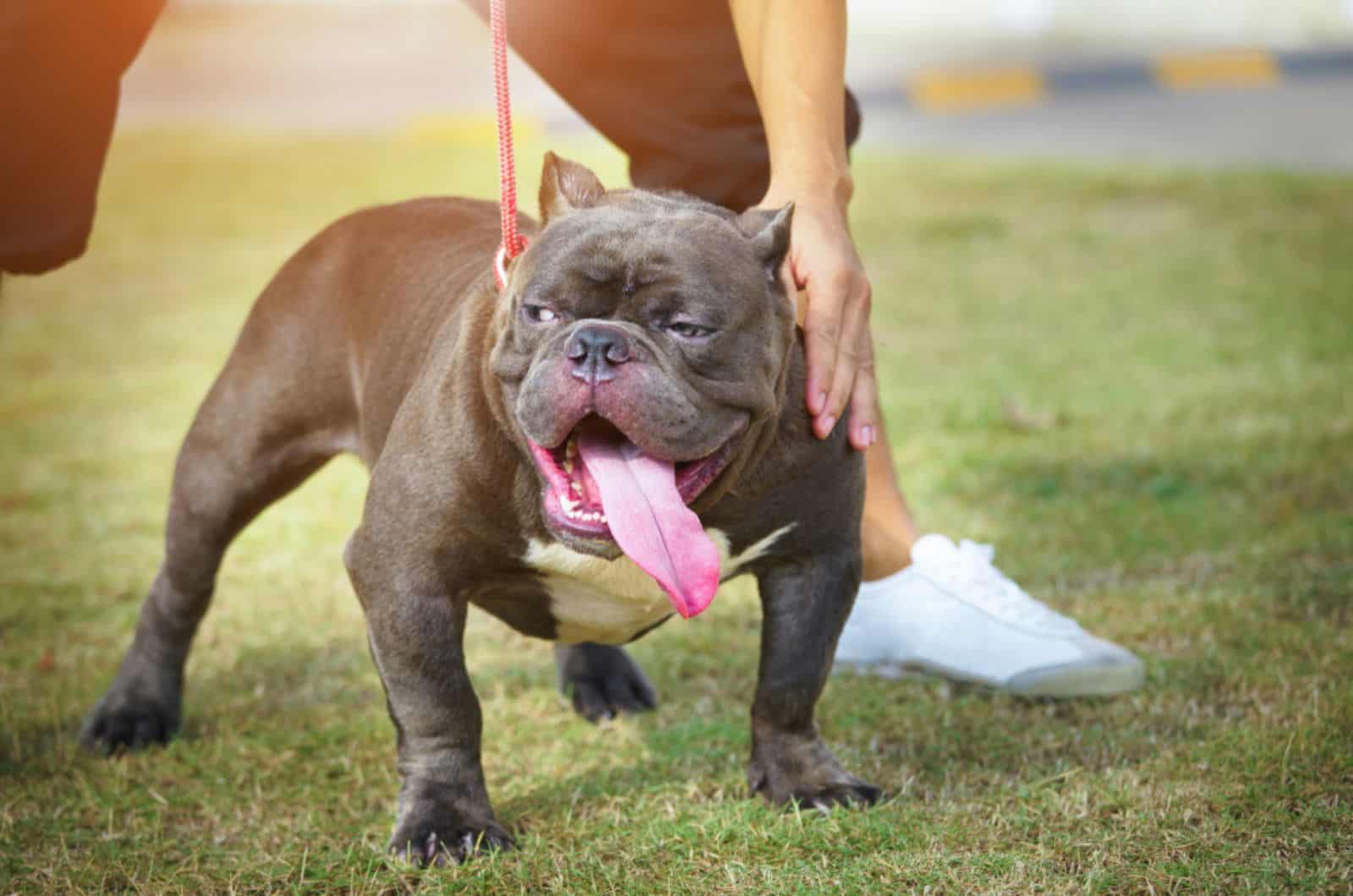 american bully with his owner