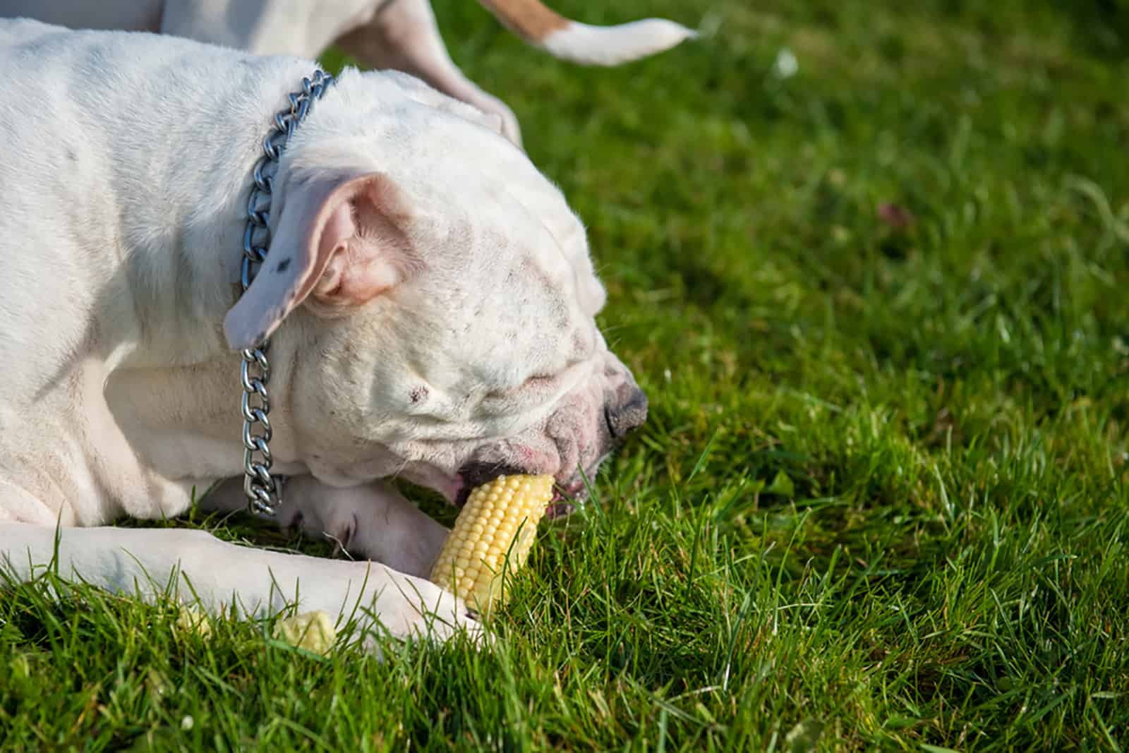 american bully eating corn in the garden