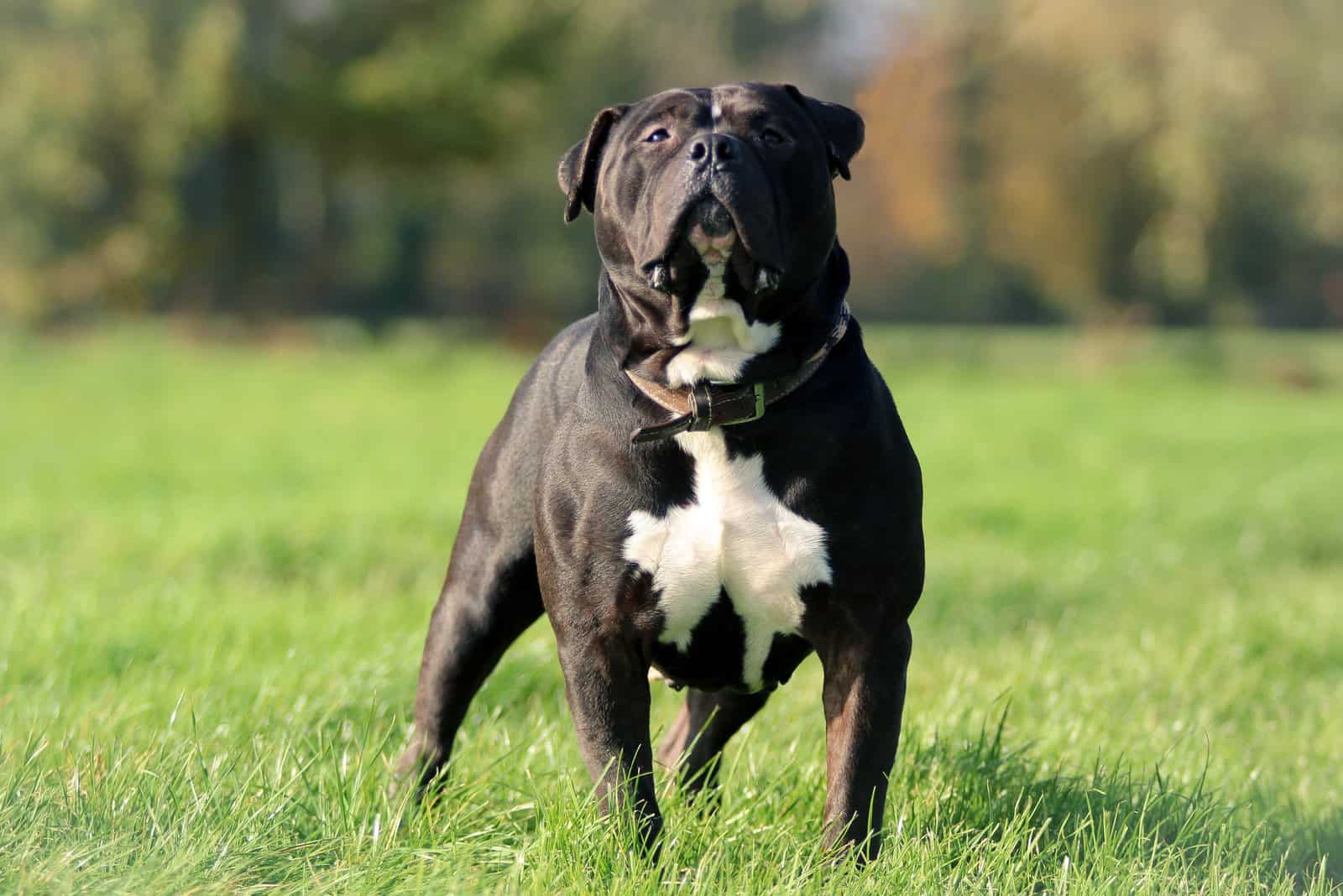 American Bully Feeding Chart: Tips To Know So Bully Can Grow