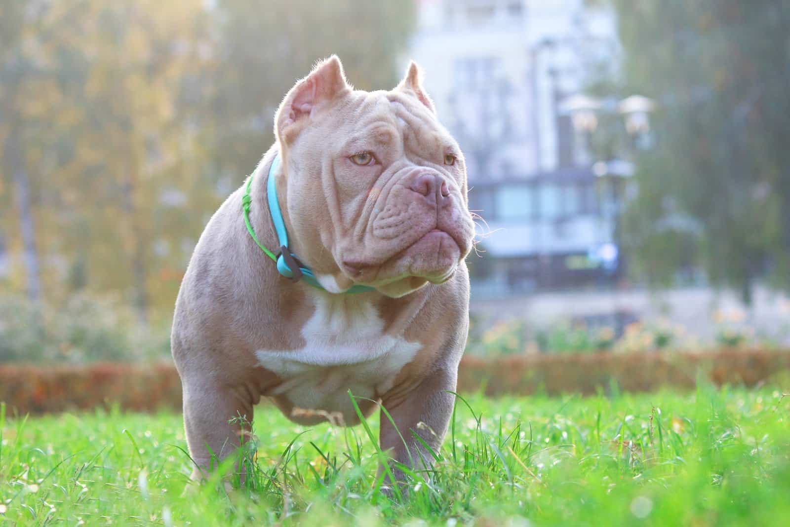 american bully male dog ​​portrait