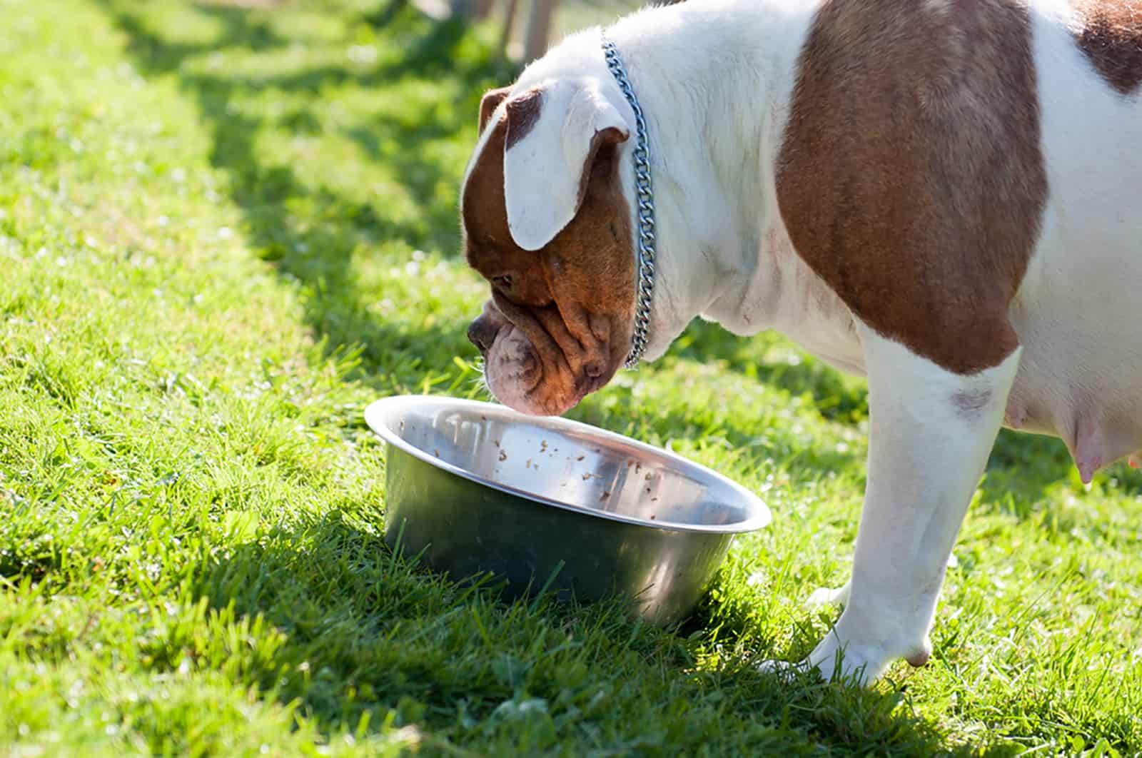 American Bully Raw Diet — Is It Good Or Bad?