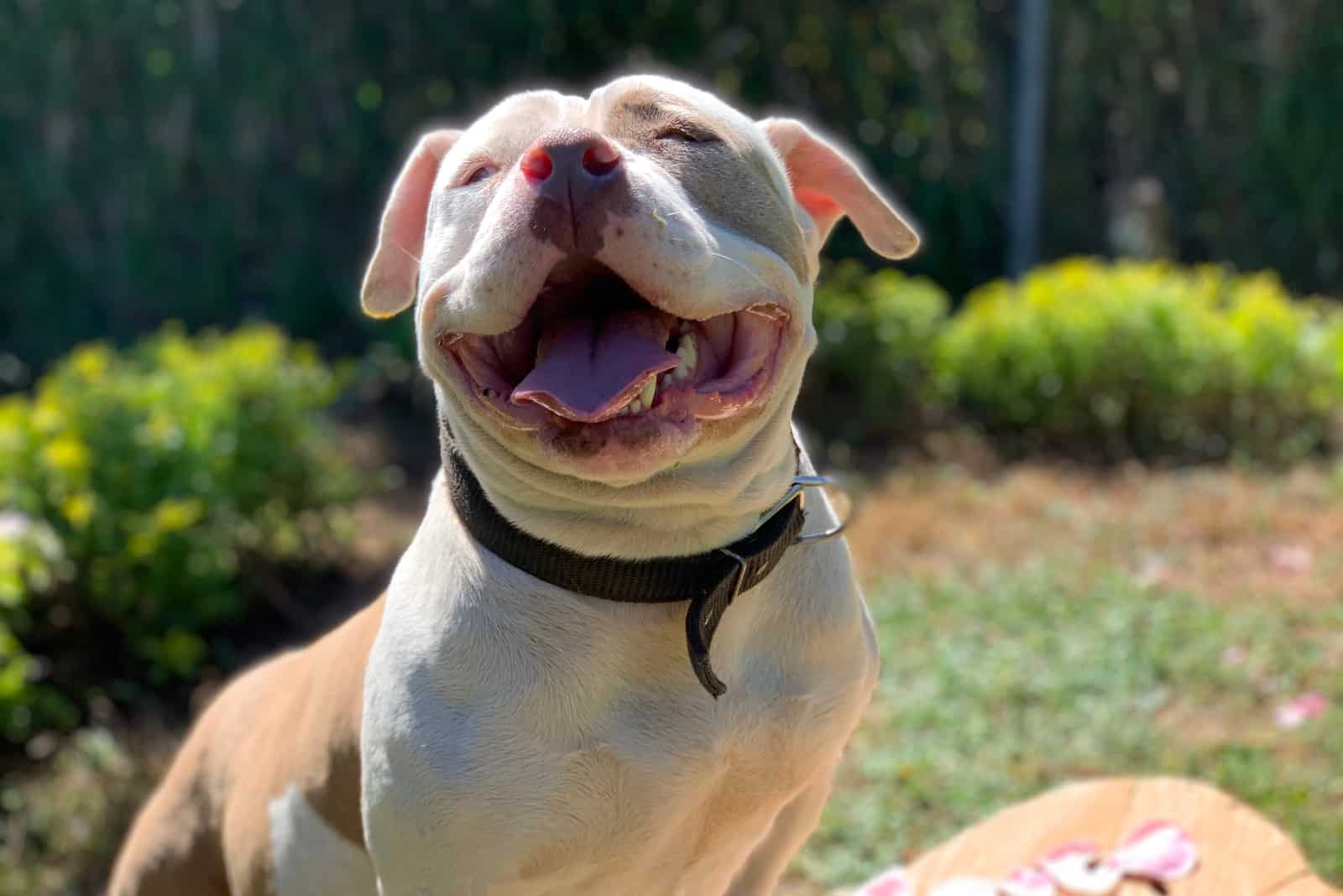 american bully smiling