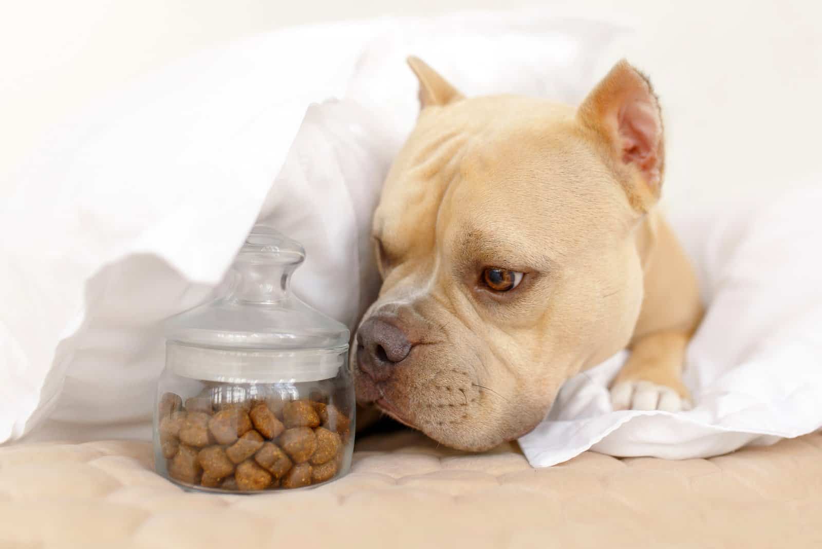 American Bully sniffs a bowl of food