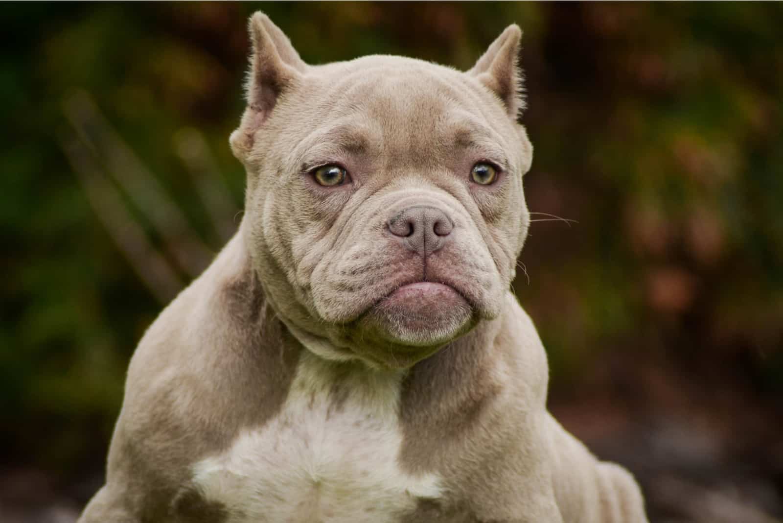 american bully standing in the park