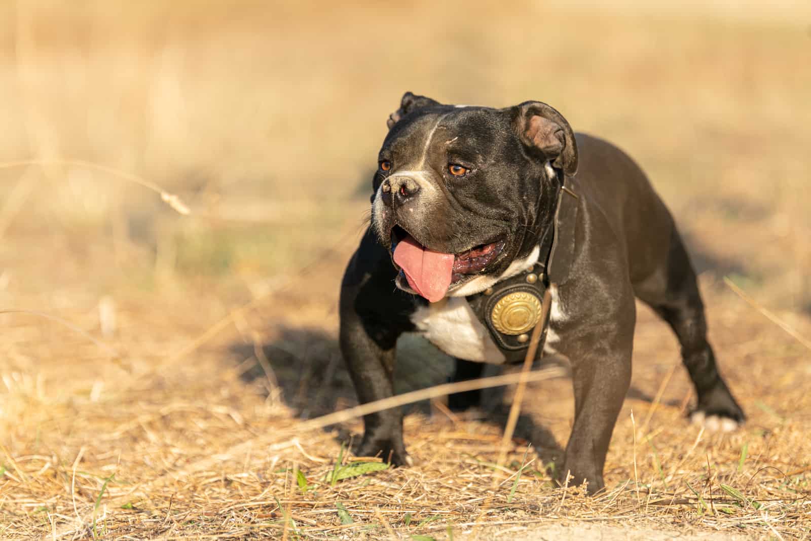 american bully standing outdoor with tongue out