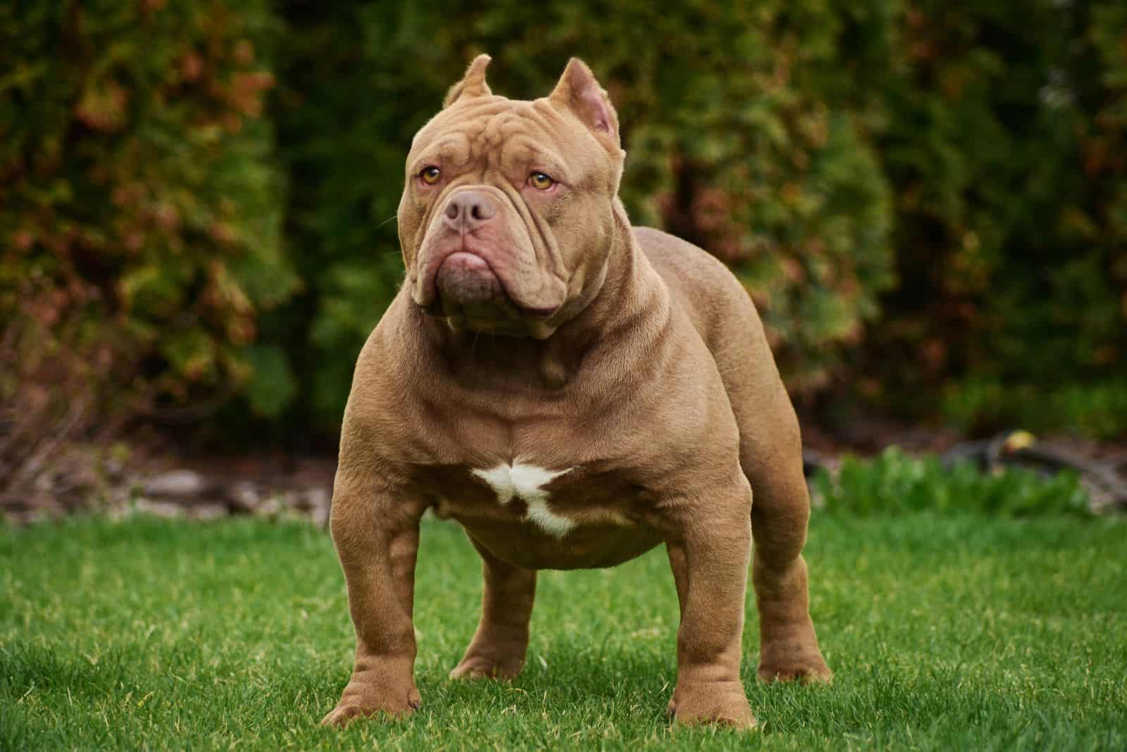 American Bully stands in the meadow