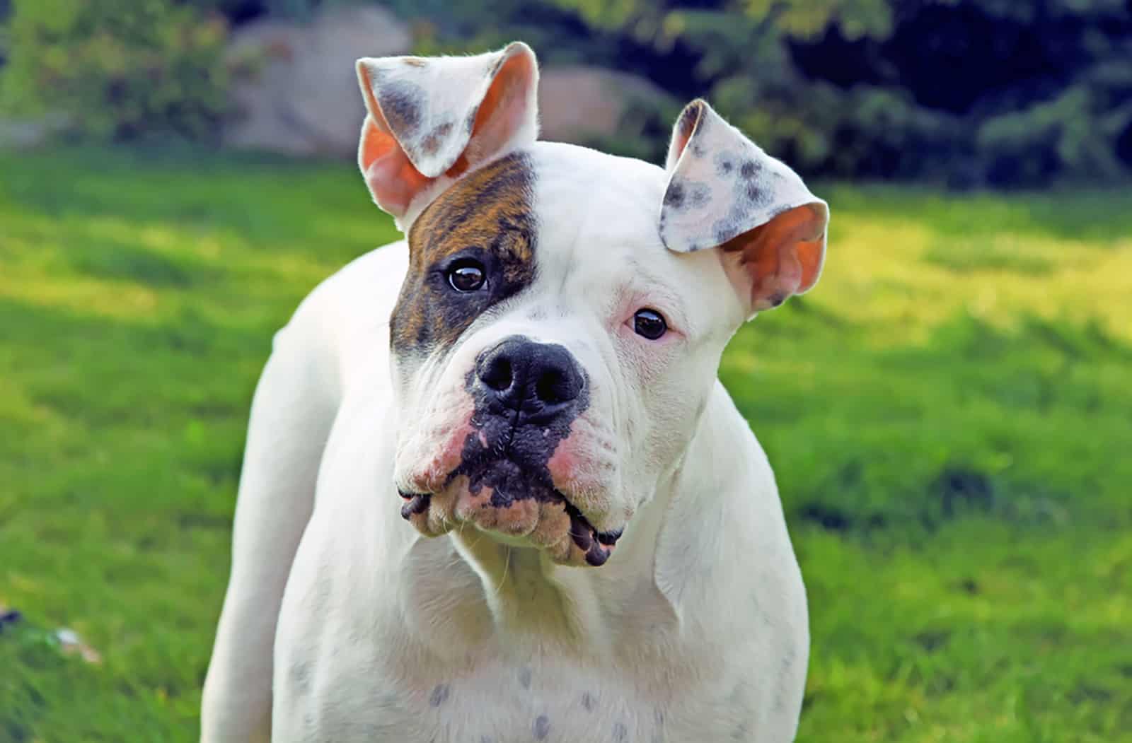 american bully with black nose standing in the park