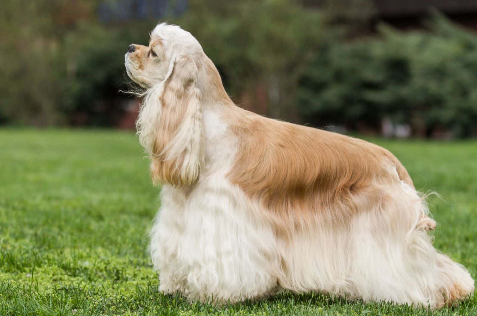 American Cocker Spaniel dog