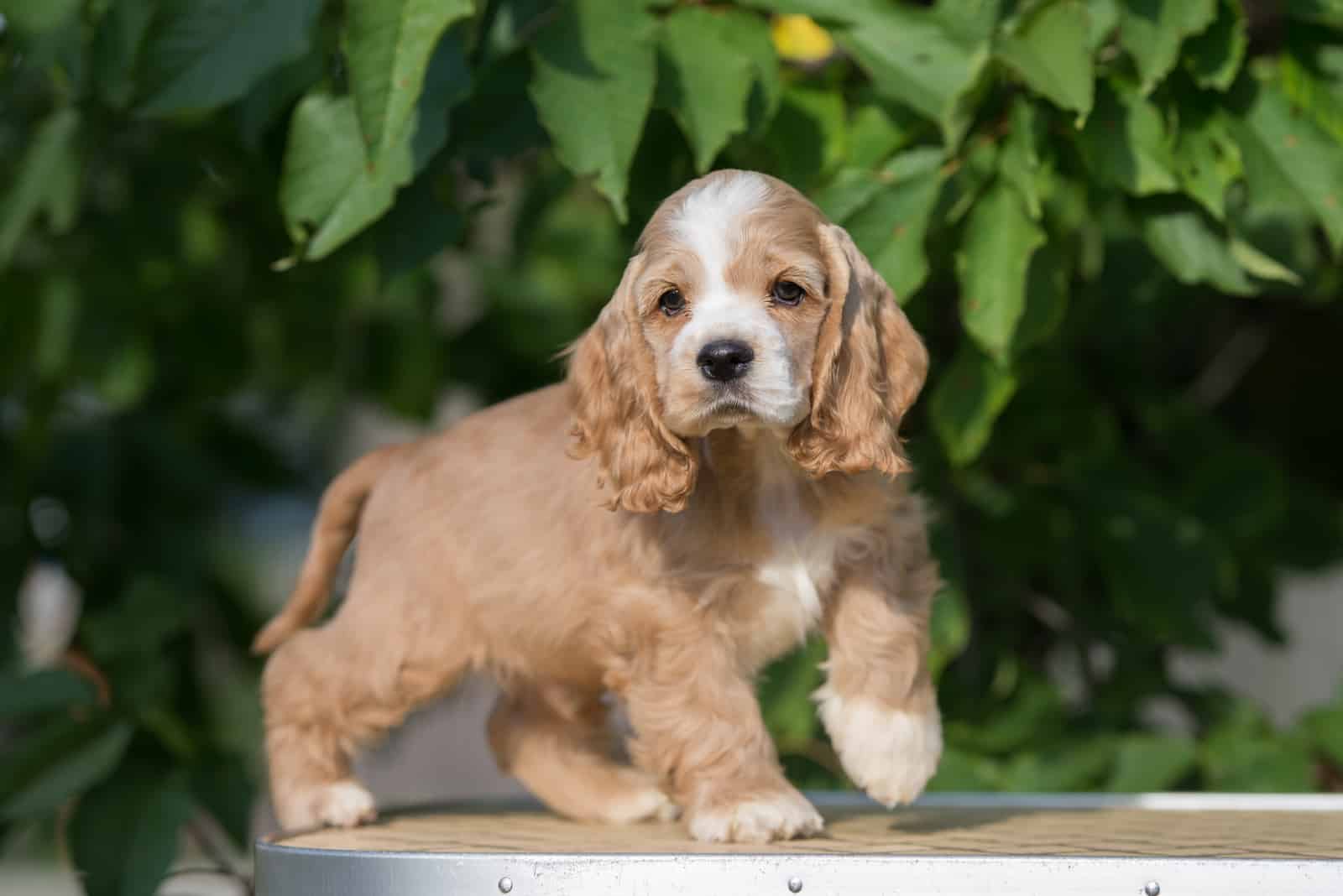 american cocker spaniel puppy