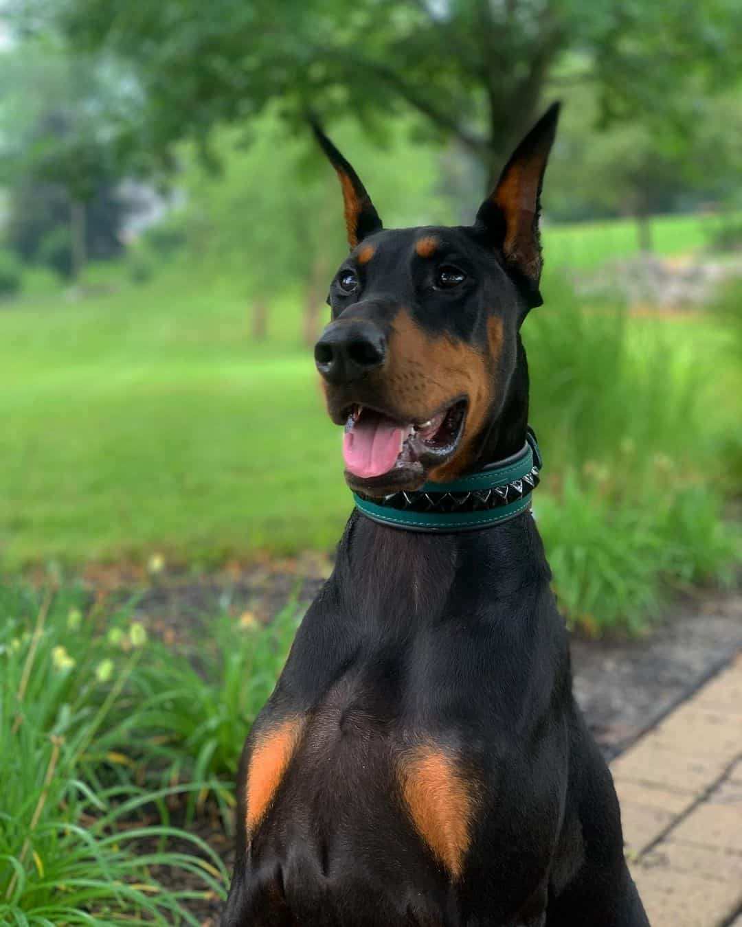 American Doberman dog