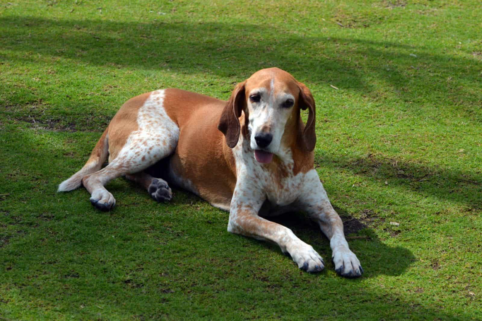 American English Coonhound