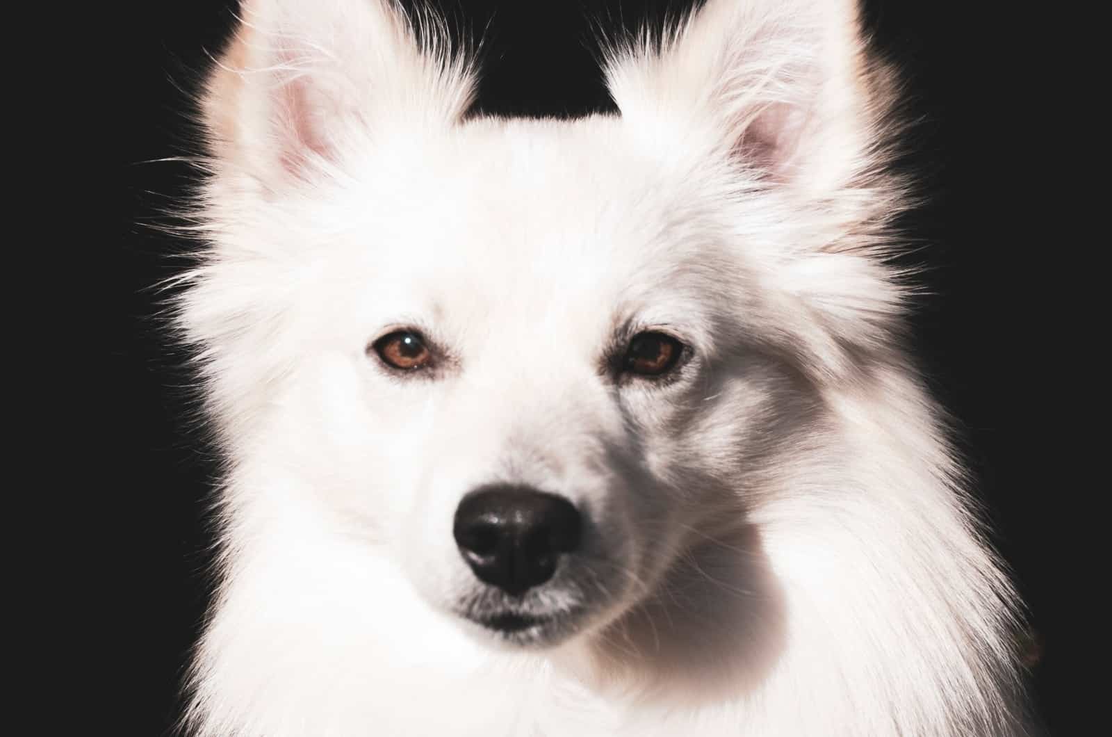 American Eskimo posing for photo