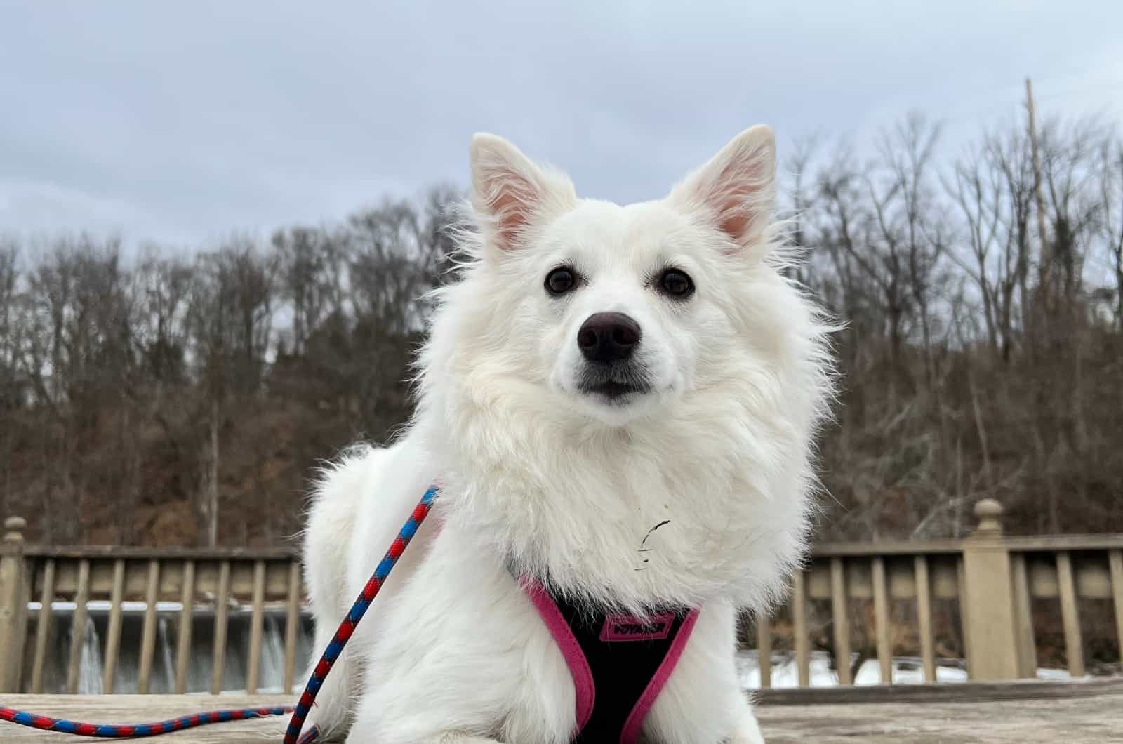 American Eskimo standing outside