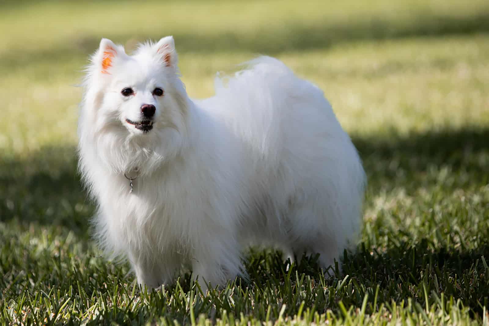 american eskimo dog standing in the park