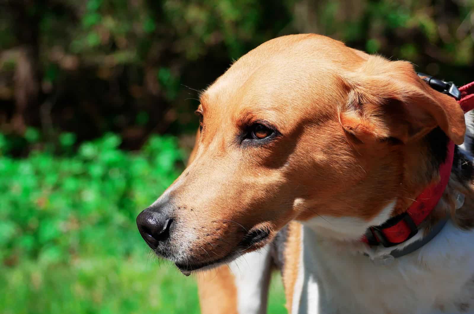 american foxhound in nature