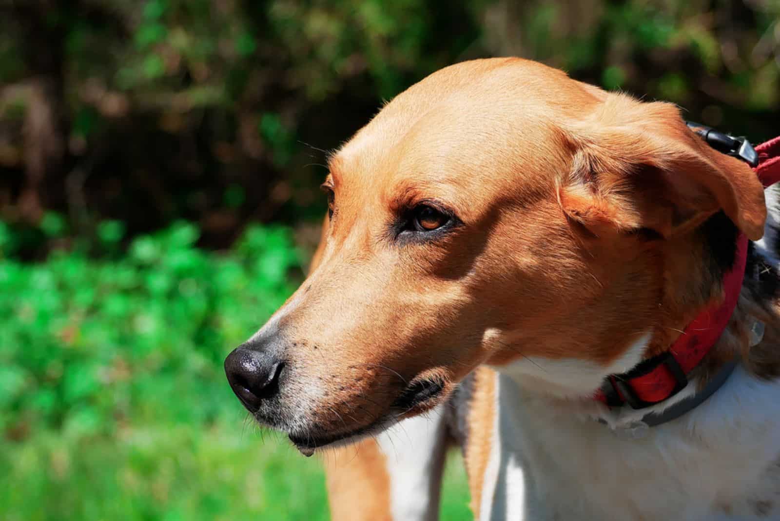 american foxhound in the park