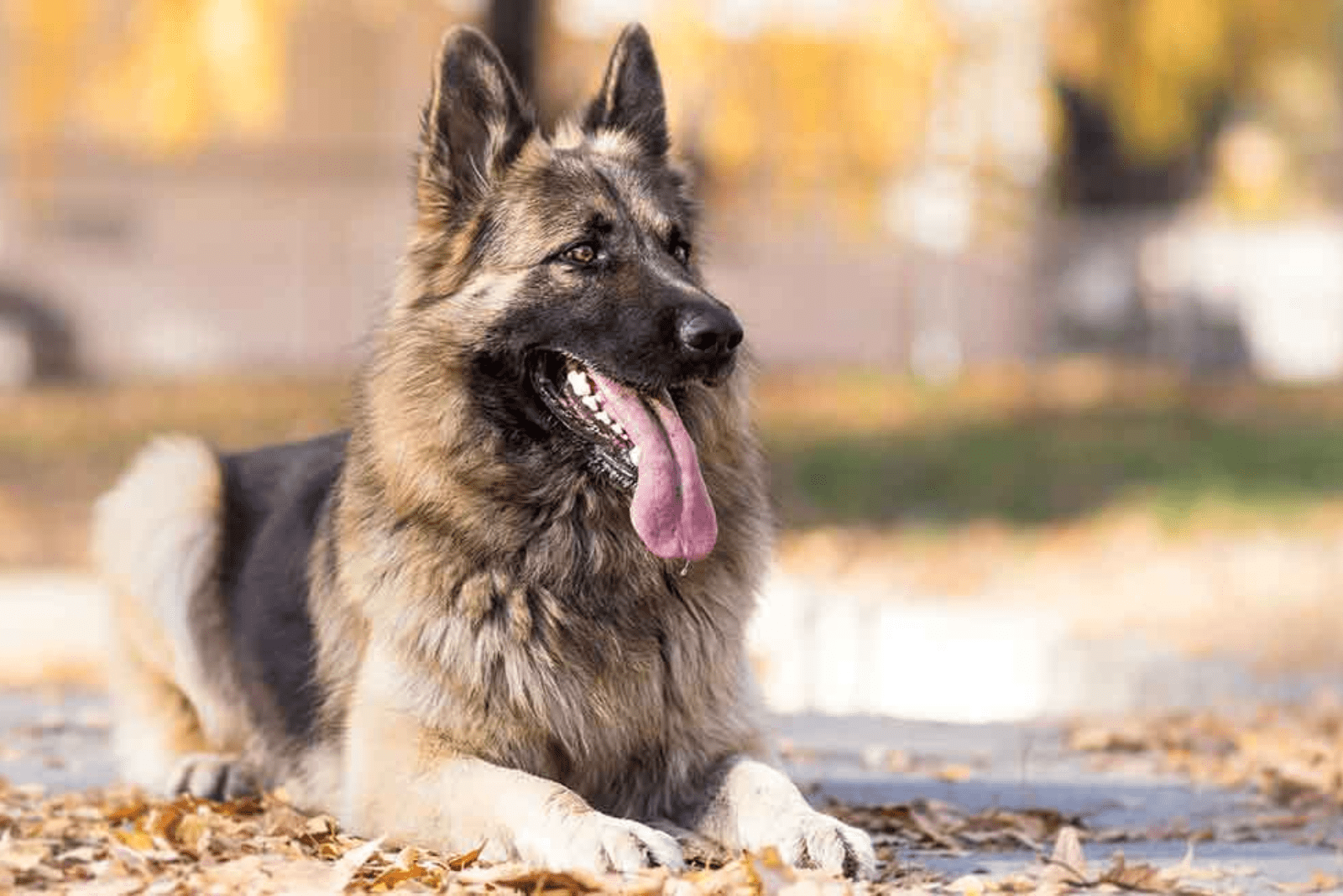 American German Shepherd