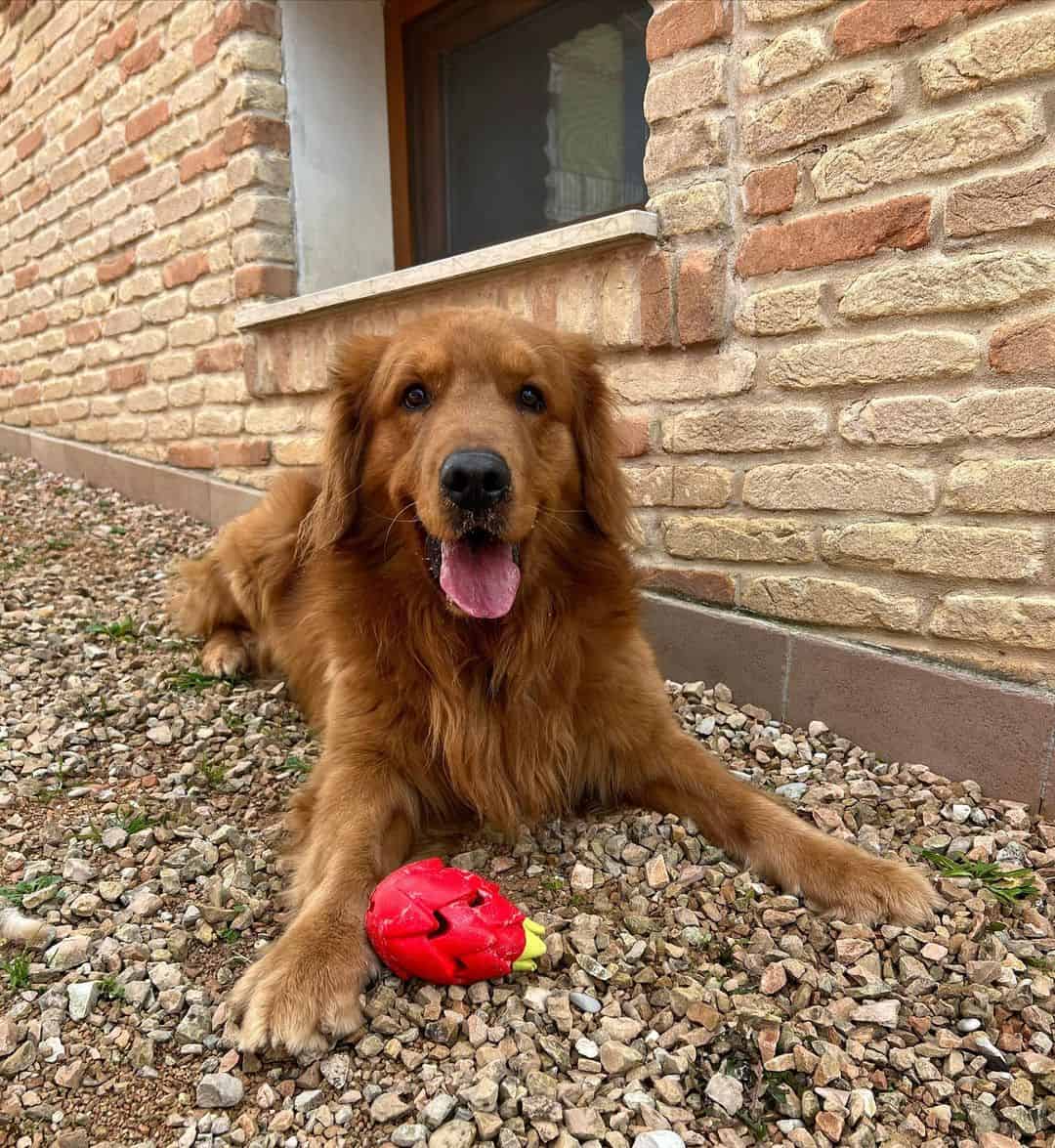 american golden retriever with his toy