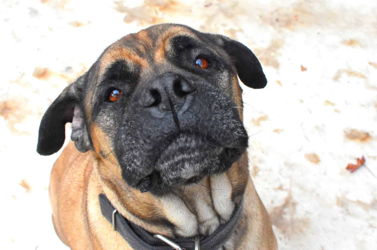 american mastiff