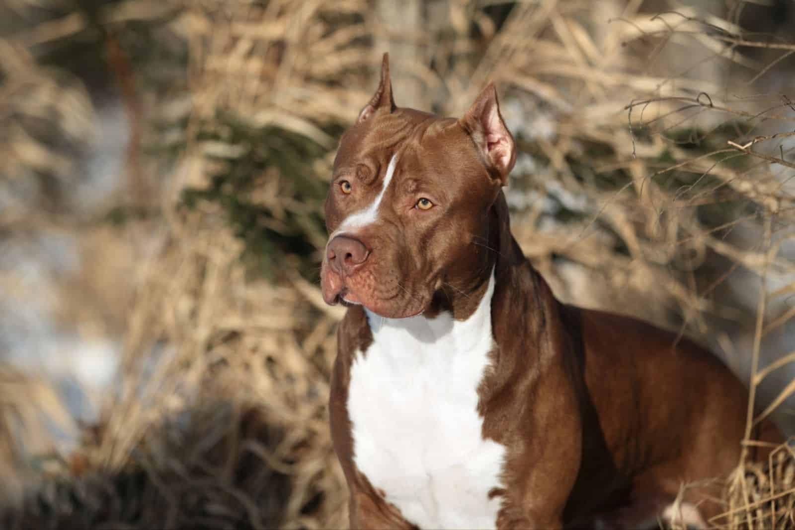 american pitbull in nature