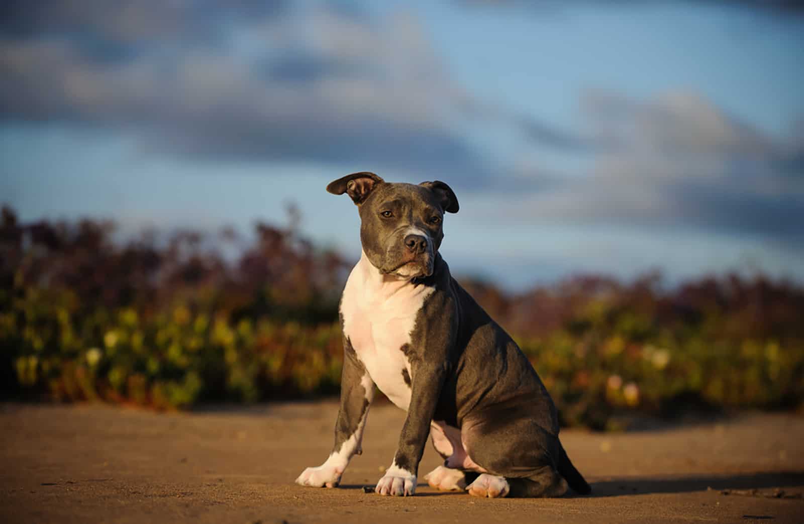 american pitbull puppy sitting on the ground