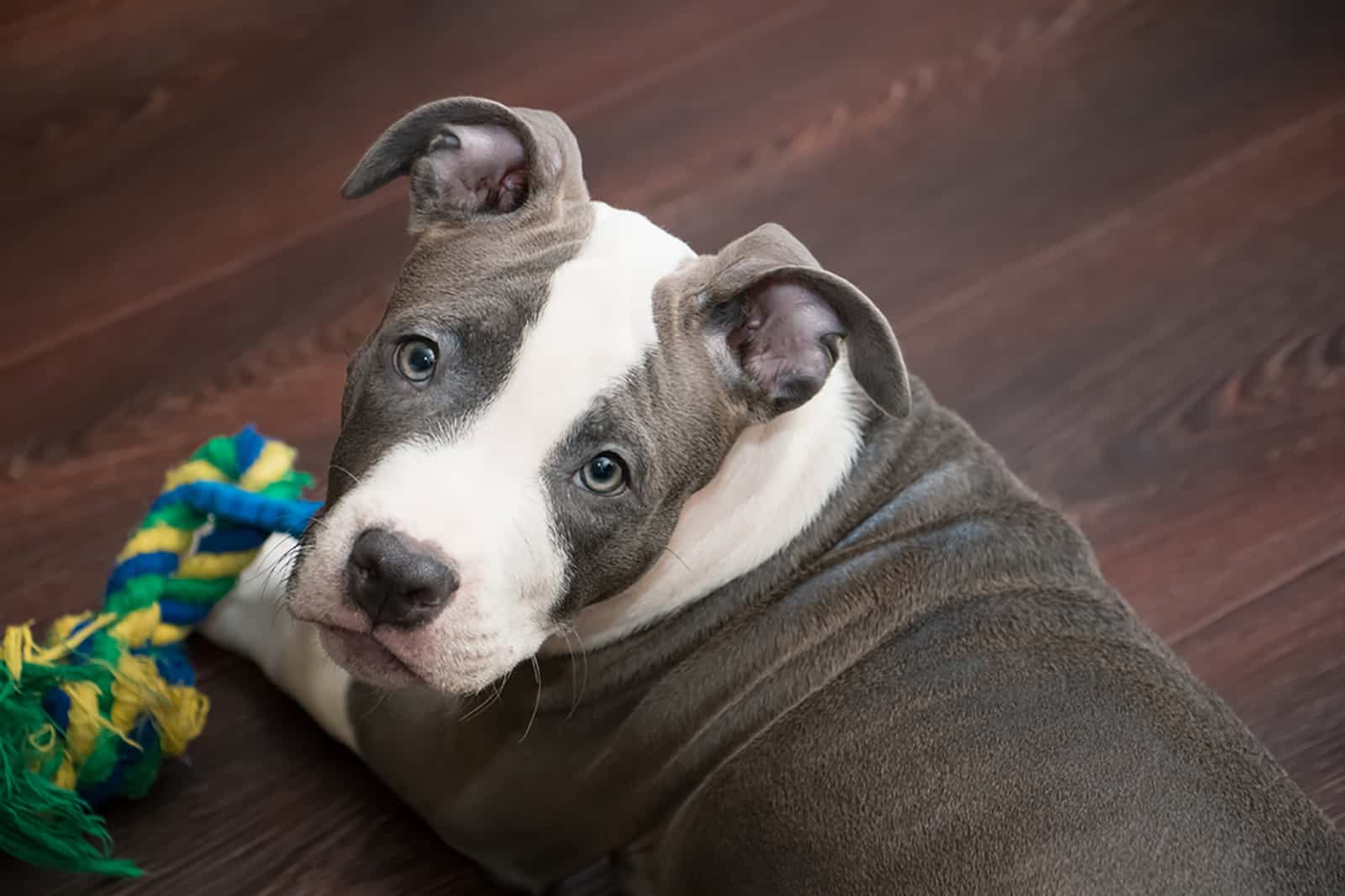 american pitbull puppy playing with a rope