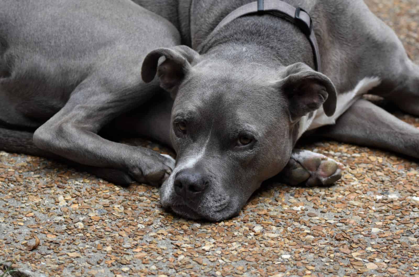 american pitbull relaxing on the sun