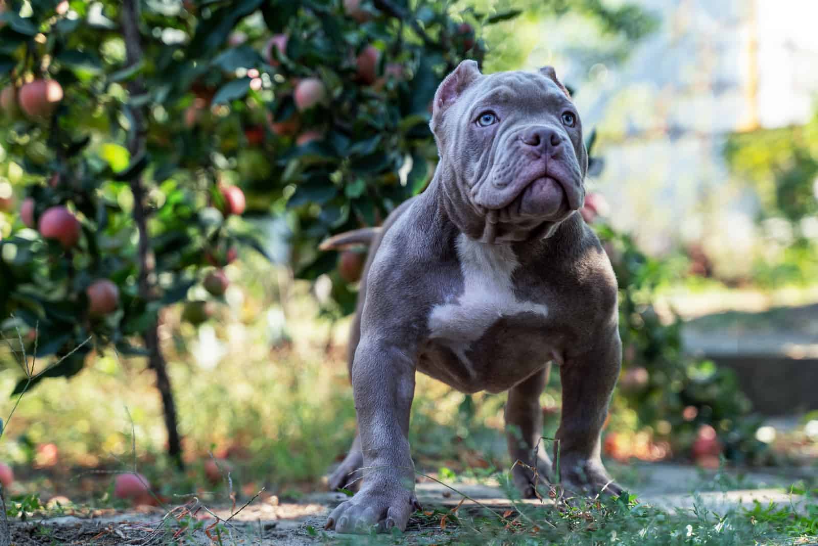 American Pitbull stands and looks ahead