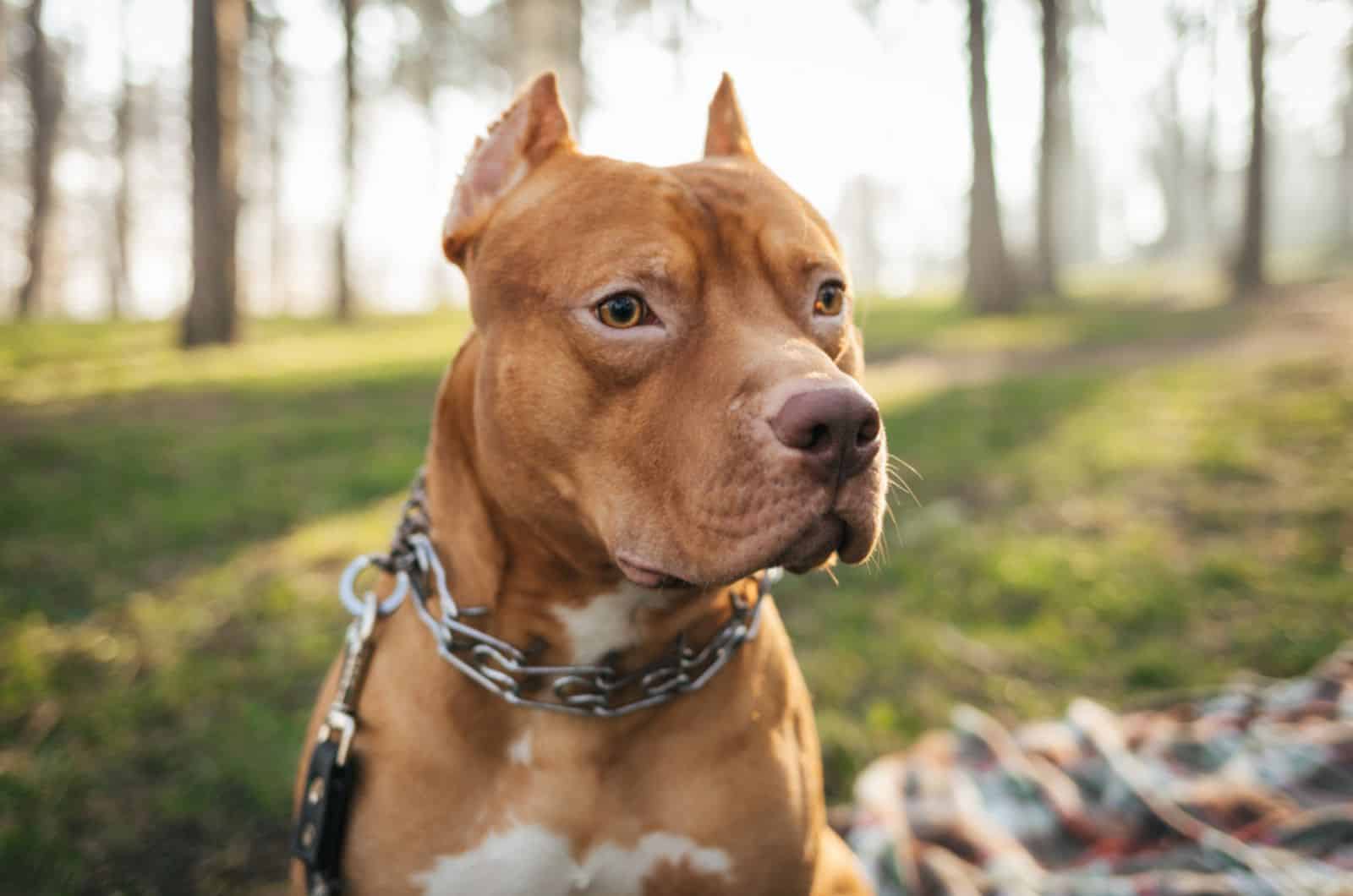 american pitbull terrier in the park