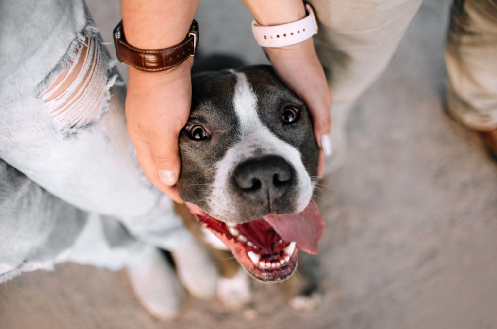 american pitbull terrier between his owners