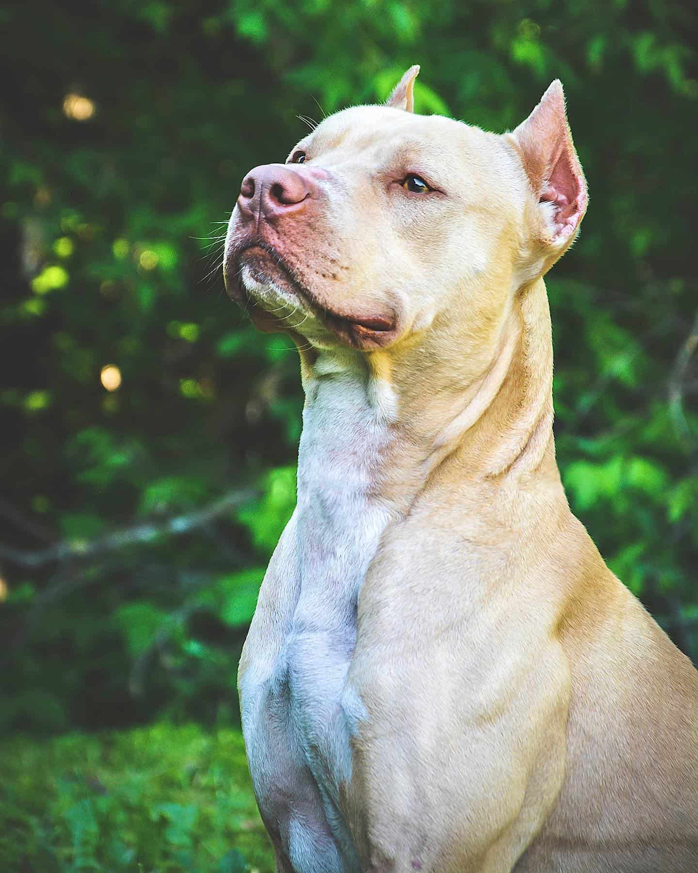 American Pitbull Terrier