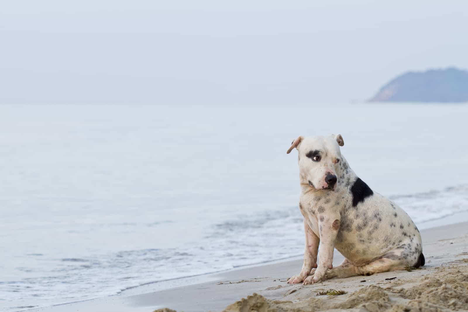 american pitbull terrier by the beach