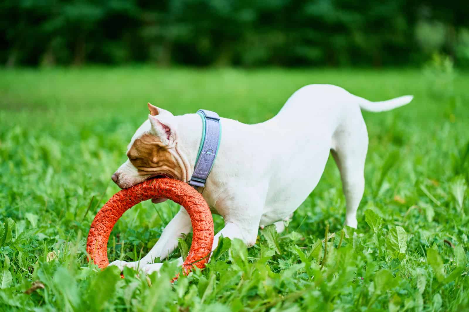 American pitbull terrier playing with puller toy on green grass in park