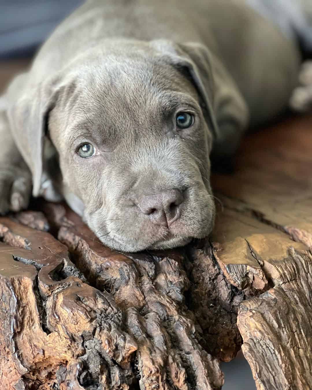 american pitbull terrier puppy