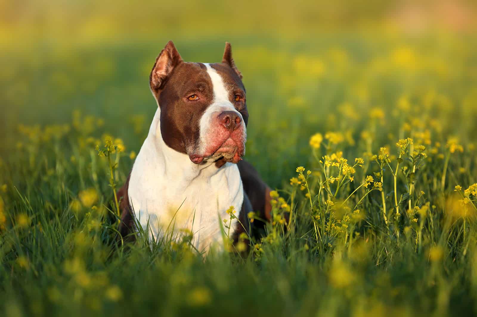 american pitbull terrier in nature